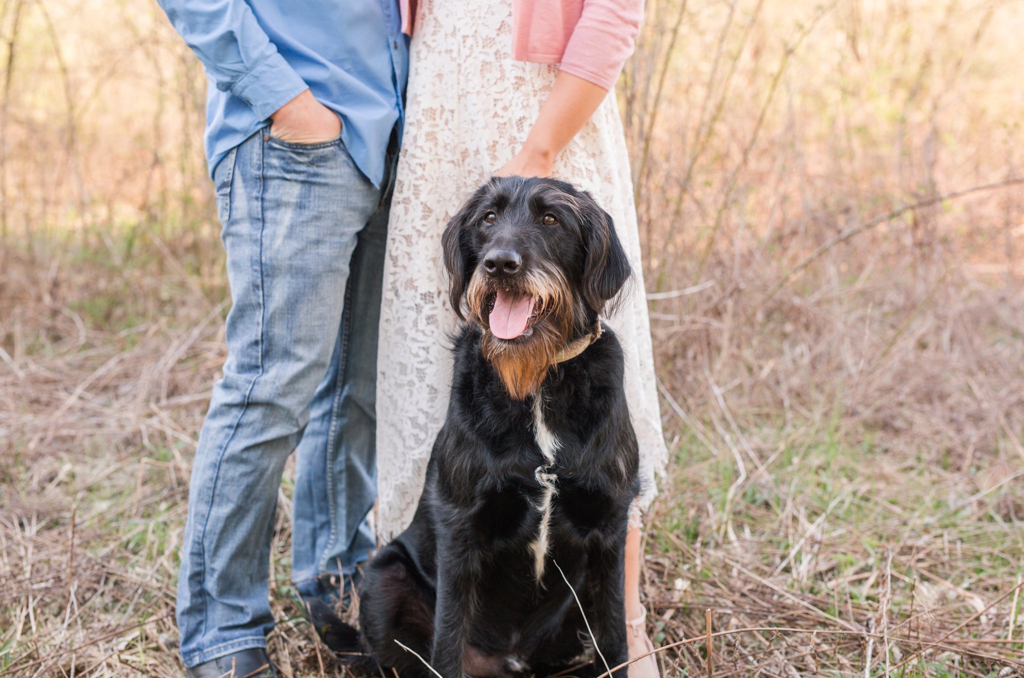 dogs in engagement photos 